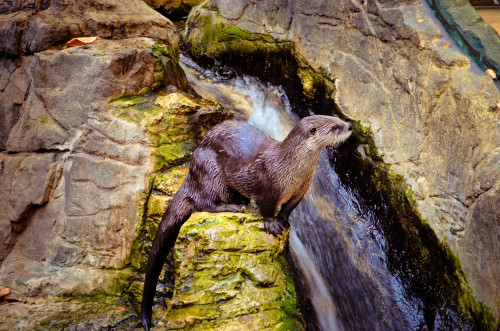 Biodôme - Espace pour la vieLaurentian Maple Forest - River Otter/Loutre de rivierehttp://espacepour