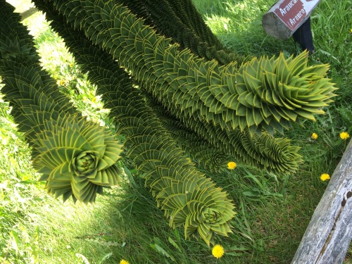 to-see-clearly:Araucaria araucana. An amazing tree. Institute of Patagonia.Punta Arenas, Chile.