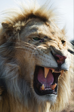 captvinvanity:  Tambako | Quite angry white lion!  