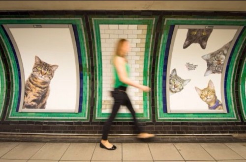 adayinthelesbianlife: A group of cat-lovers has redecorated an entire south London Tube station by r