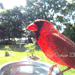 snowangelsoul:A cardinal is a representative of a loved one who has passed. When you see one, it means they are visiting you. They usually show up when you most need them or miss them. They also make an appearance during times of celebration as well as