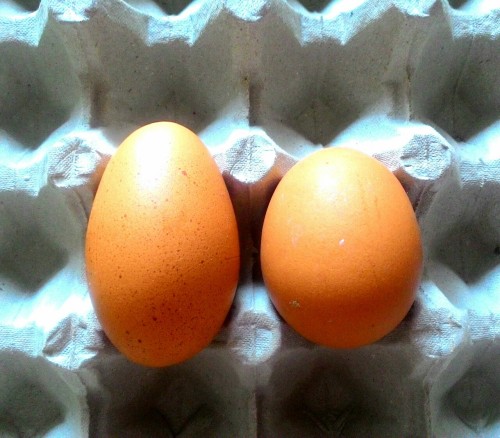 Look what i found! Too oval? The right egg is the normal shape. The left egg is a little bit Long.