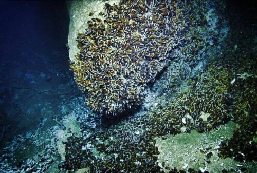 Plate Tectonics and MusselsThis picture was taken off the coast of the islands of Trinidad and Tobag