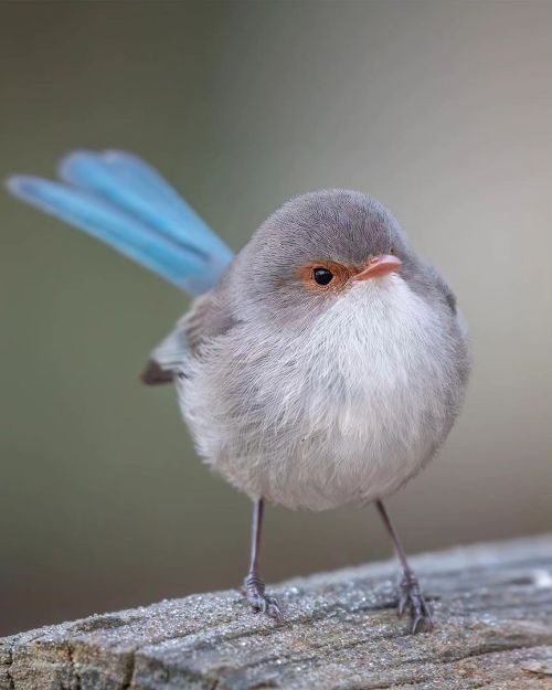 Splendid Fairywren