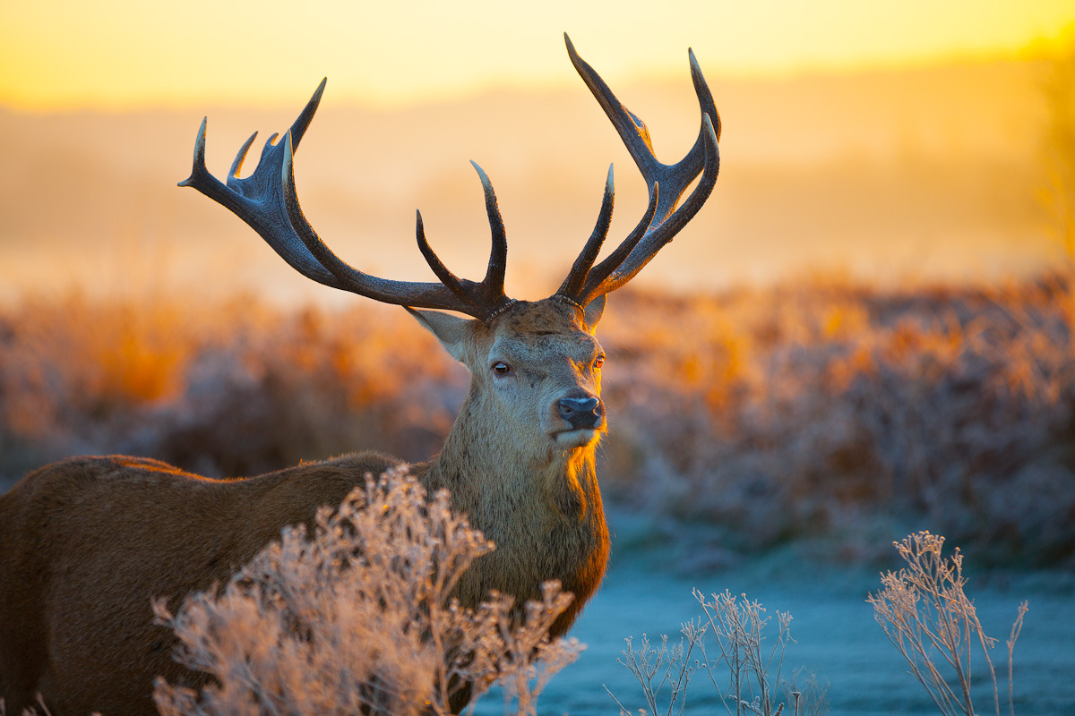 earth-song:  by Arturas Kerdokas 