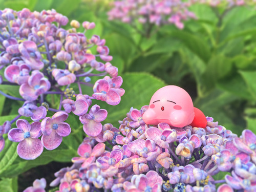 atyuwi-kirbyphoto: 前回のおでかけ写真の続きはまた今度・・・