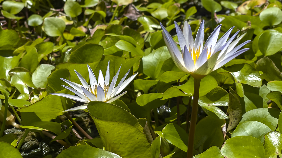 caace0a68e698375ce217d7e1431d76e3269defa