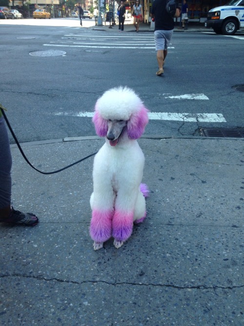 klinki:  look at this amazing dog oh my god??? dogsofnewyork….. (i got permission to take his picture from the owner dont worry) 