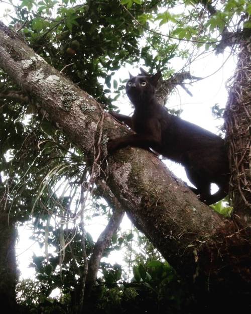 Porn Pics Uno negro hermoso.  #blackcat #cat #blackcats