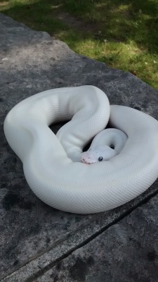 frost-nebula:  I forgot that I had these! This was Sigil’s second outing this summer and a bit shy this time around. But he soon relaxed and enjoyed himself :) I’ll have to get more pics soon, he’s gotten much bigger! 