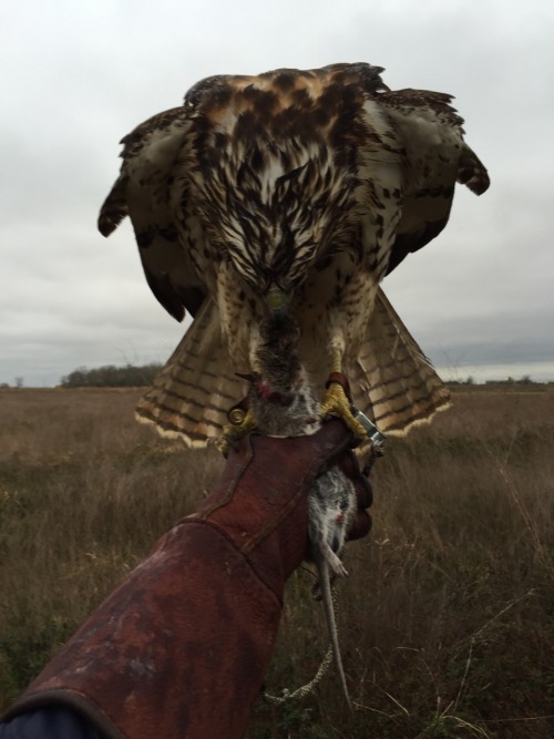 chasingthehawk:Quarter-Pounder MondayCold wind and a little rain made today’s hunt a little interest