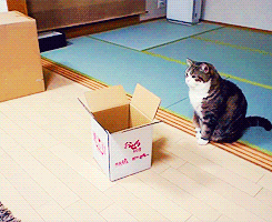 piglet-lifts:  -everdeen:  A box and Maru [x]  I need a Scottish fold in my life. They are so derpy and cute.Kay I’ll stop spamming you all now.