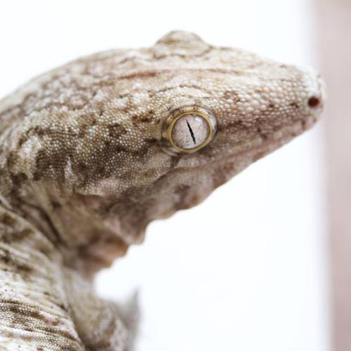 geckopods:#Fester looking #beautiful today. #reptile #reptilelover #reptilesofinstagram #herp #lizar