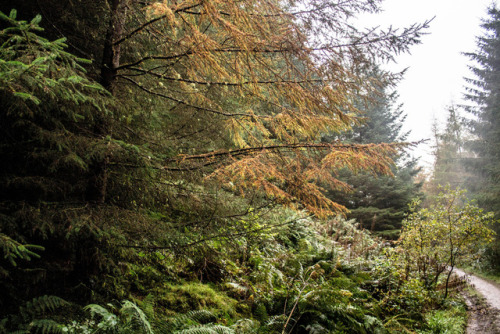 Autumn in Setmurthy Woods by a l l y