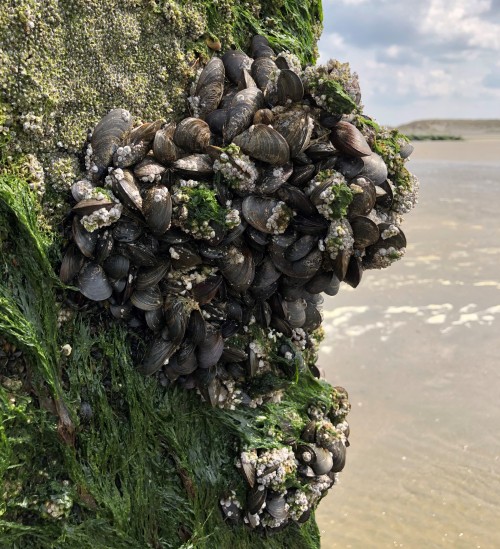 Belgian mussels developed stronger shellsBelgian mussels have developed stronger shells over the las