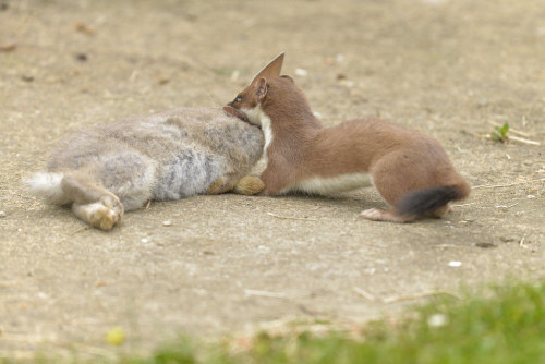 Stoat with Rabbit | Kentish Plumber