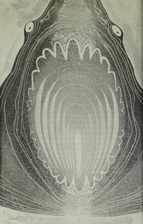 The Shark-man, Nanaue by E.M. Nakuina, illustration by Charles Keeping (1924-1988). From the book &a