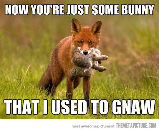 daily-fox:  A fox has gotta eat…