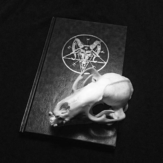 sailorr-mars:  fox skull &amp; sketchbook from #thestrangeandunusual 