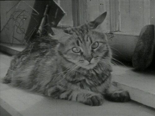 ozu-teapot: The Private Life of a Cat | Alexander Hammid / Maya Deren | 1946 Those darn heteronormat