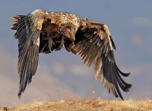 kinspirational:  bird wing references sources 1 - 2 - 3 - 4 - 5 - 6 - 7 - 8 - 9 - 10 