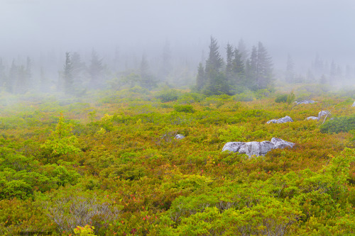 amazinglybeautifulphotography:Out of place ‘northern forest’ landscape in West Virginia, USA. [OC] [