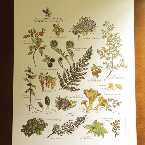 Northwest Foraging prints are here! Use code SPRINGITON for 20% off at fridaclements.com#fridaclem