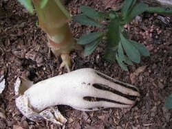 unexplained-events:  Devil’s Fingers The picture above is of a mushroom thats thought to be a specimen of Clathrus archeri right before its fingers open up. It closely resembles a hand coming out of the ground. It even has the remnants of its tattered