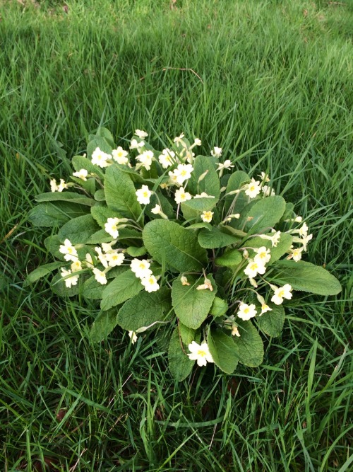 berniewong: travels-ofadreamer:Primrose clusterWhite primroses and grass!