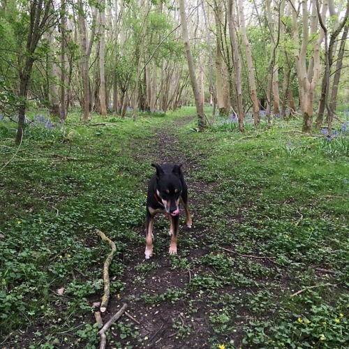 b-blushes: happy wednesday from me, my dog, + the woods!! ✨ we went looking for bluebells, foun