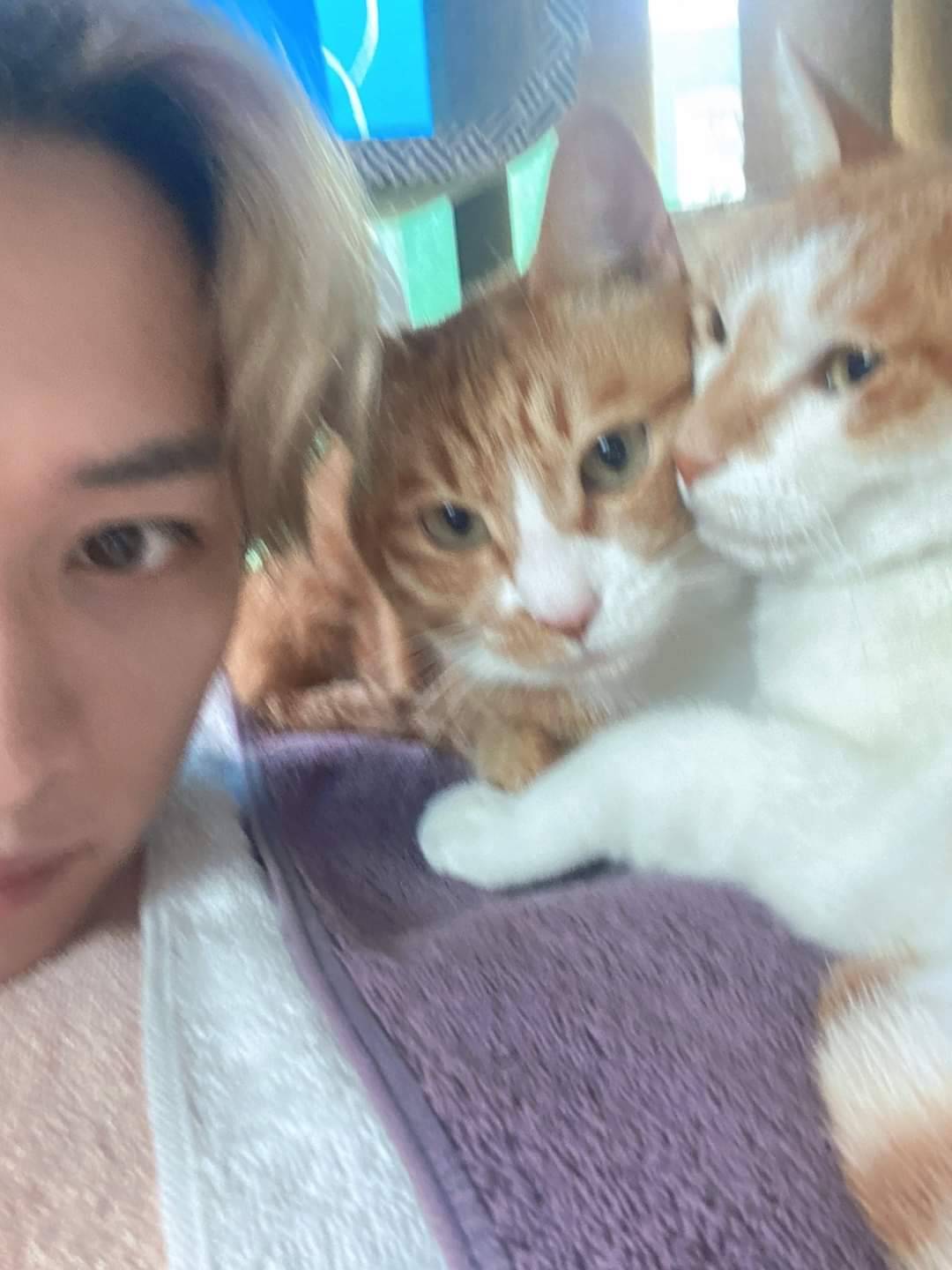 beware. — OUR LEE KNOW IS BACK HOME WITH HIS CATS 😭🤍