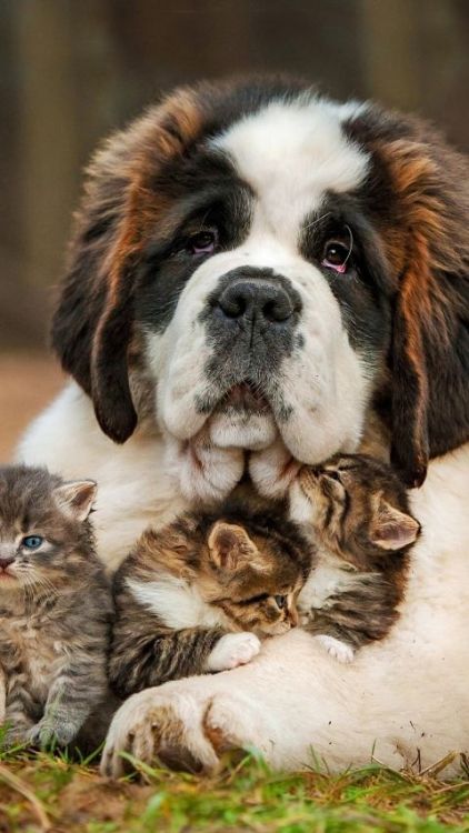 Love ~ St. Bernard and kittens. #Animals Pets on clipzine.me.