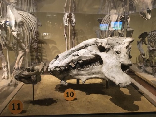 clevergirlhannah: Entelodonts: terrifying. Shown here compared to a modern pig skull on the left. (E