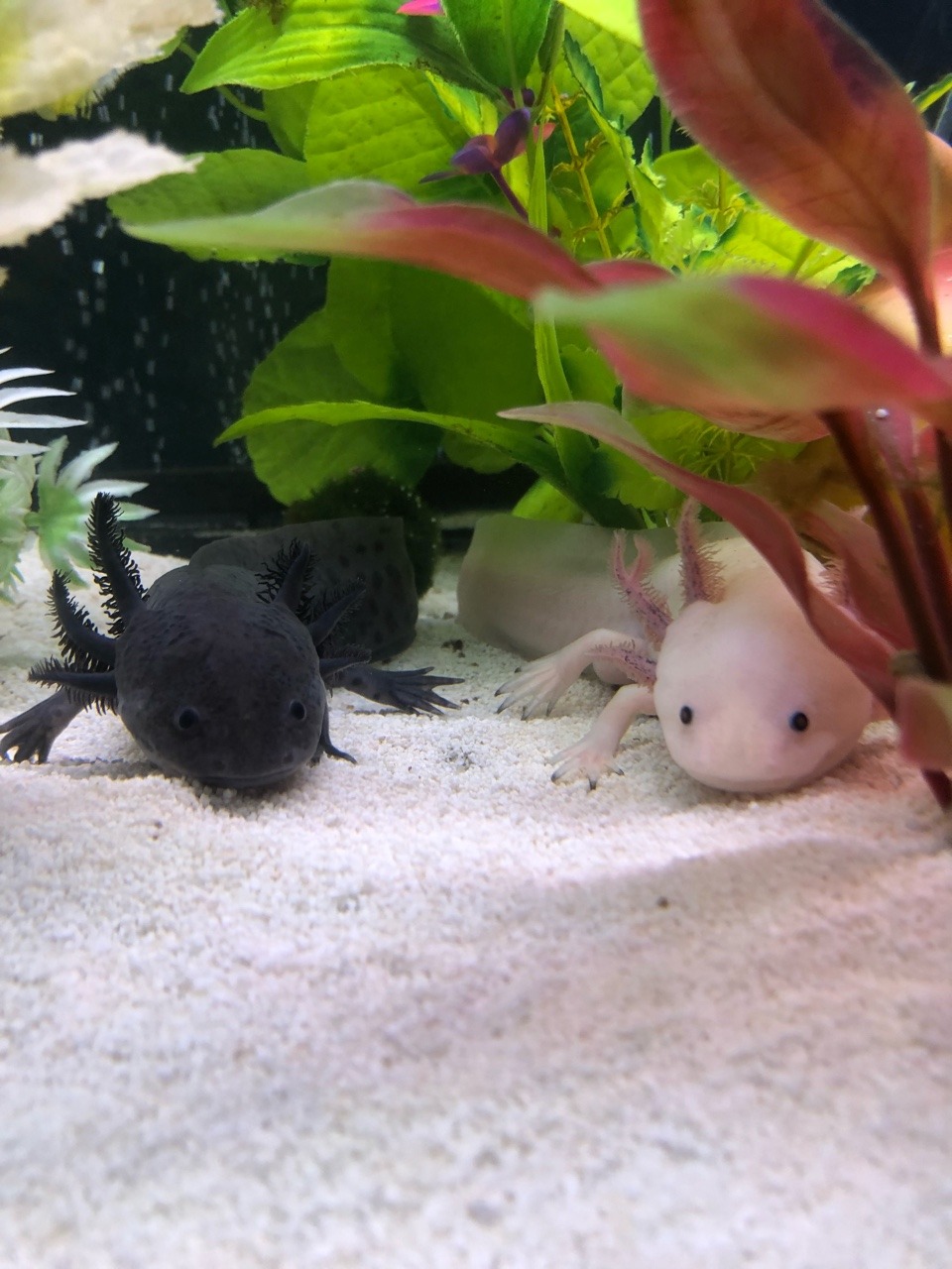 nifty-animals:  Look at my cuties!!✨✨💚💚