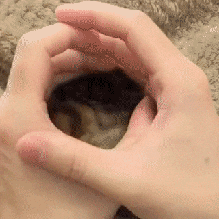awwww-cute:  Cuteness fits always (Source: https://ift.tt/2v4PduF)