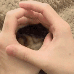 Awwww-Cute:  Cuteness Fits Always (Source: Https://Ift.tt/2V4Pduf)