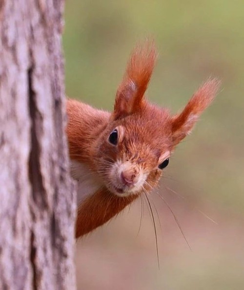 Ist der Frühling schon da? © @photography.by.kgs#bayernliebe #eichhörnchen #animalshots #germany 