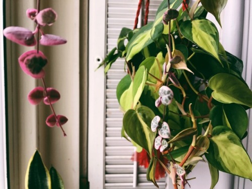 bluestiphotos:bathroom windowsill