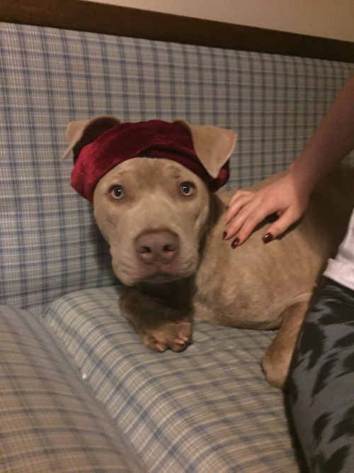 actualdogvines: Same dog as last submission, pictured in clothes (bahati, pit bull, cute) (submitted
