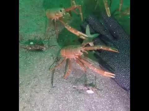 Curious Crabs (Crab Hand meme)
