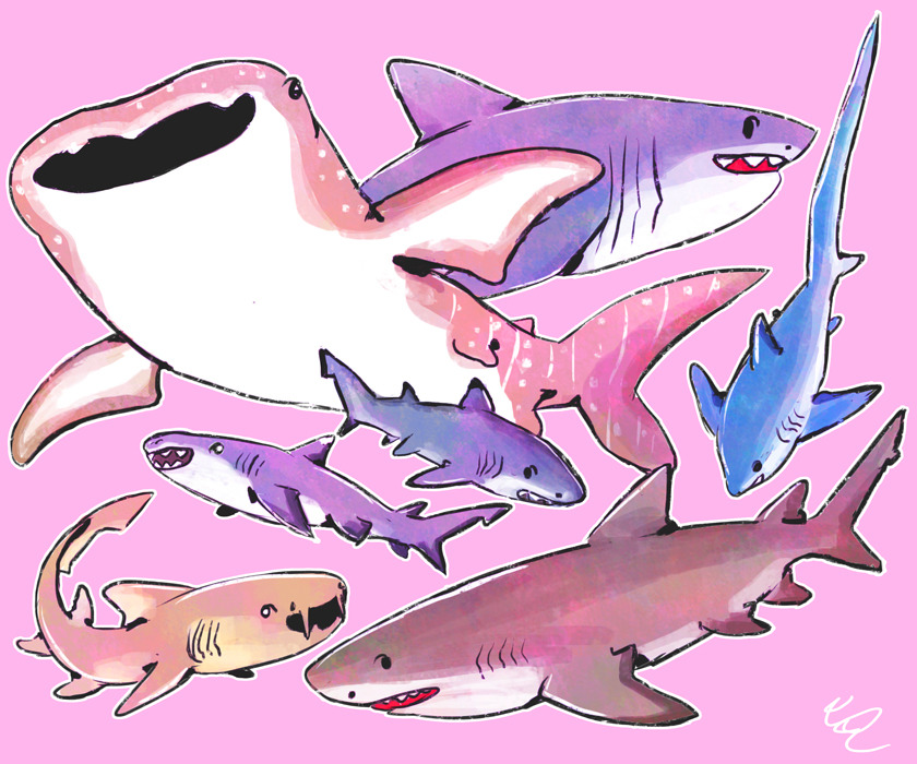 cherryberrylemon: *blows a kiss 2 the ocean* 4 the sharks &lt;3  couldn’t