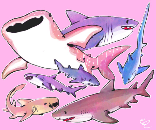 cherryberrylemon:*blows a kiss 2 the ocean* 4 the sharks &lt;3 couldn’t decide what c