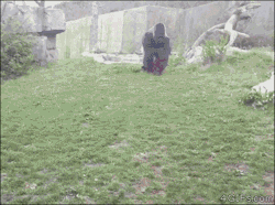 4gifs:  Come at me br-oh shi…[video]