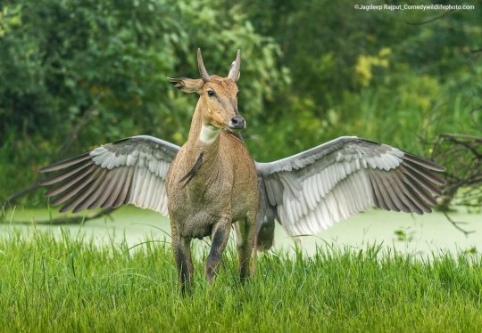 mckitterick:2022 Comedy Wildlife Photography Awards Winners the competition is open