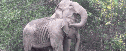 huffingtonpost:This Young Elephant’s Emotional Reunion With Mom Is The Uplifting Story You Need Toda