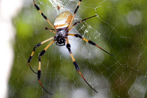 Nephila clavipes (Golden silk orb-weaver)