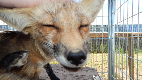 Happy summer foxy is happy ^_^ Even in her summer coat, she’s so dainty and cute, she hasn’t lost qu