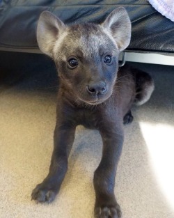 tazand:Baby hyena  Holy fuck I want him so bad!