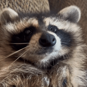 Raccoon Gif Pack!