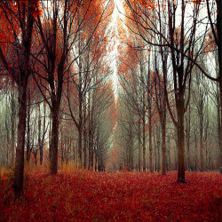 camkazee:  Autumn beauty,Color,Fall,Nature,Outdoors,Photo